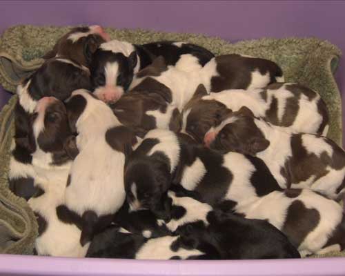 Puppies of Kahula and Trixie 2008